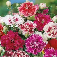 Klinček plnokvetý zmes