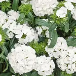 Klinček bradatý biely