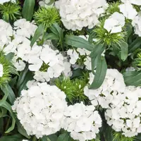 Klinček bradatý biely