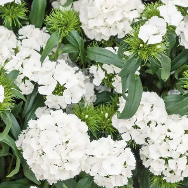 Klinček bradatý biely