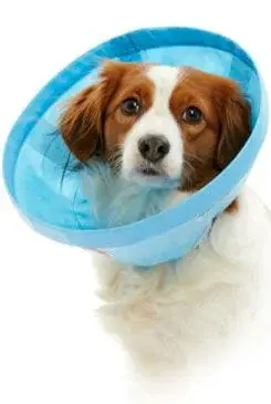 Límec ochranný Buster Soft Flex Collar 20cm