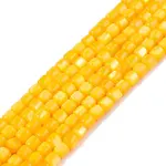 Natural Freshwater Shell Beads Strands
