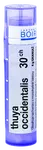BOIRON Thuya Occidentalis CH30 granule 4 g