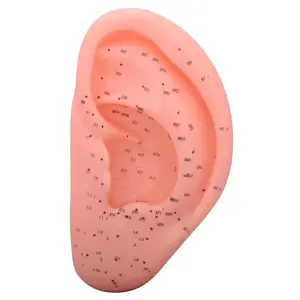 Hwato Akupunktúrny model ucha, 22 cm