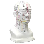 Hwato Akupunkturní model hlavy, 19 cm