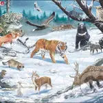 Snehová tajga FH34 - puzzle z kategorie Naučné puzzle