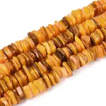Natural Freshwater Shell Beads Strands
