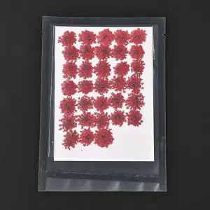 Pressed Dried Flowers