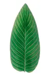 Costa Nova  Servírovací talíř  Riviera Strelizia 40 cm
