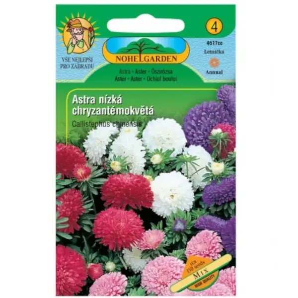 Astra čínska nízka chryzantémokvetá, zmes