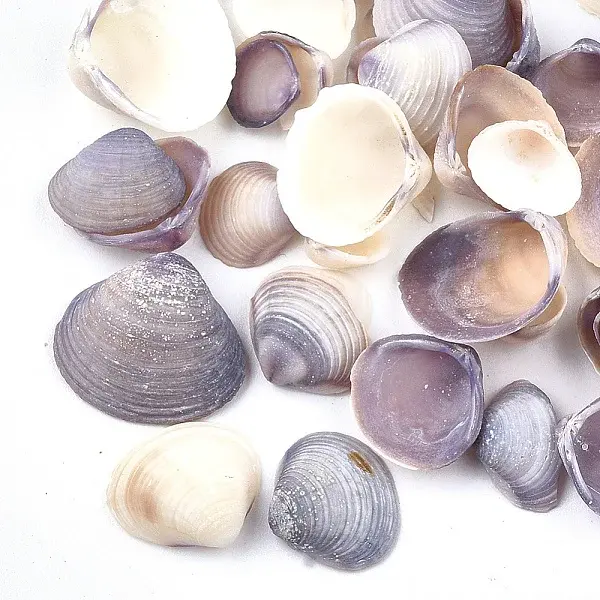 Clam Shell Beads