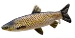 Gaby polštář Amur 73 cm
