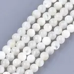 Natural White Shell Beads