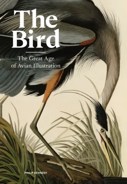 The Bird - Philip Kennedy