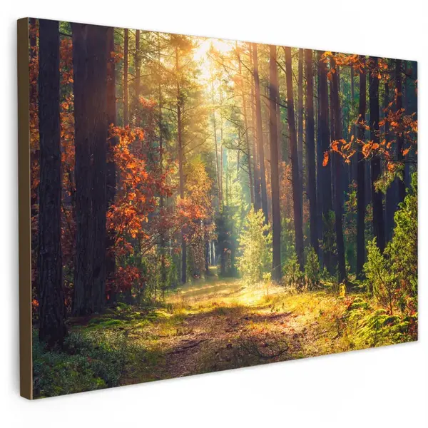 MuchoWow OBRAZ NA PLÁTNĚ Les - podzim - stromy 30x20 cm