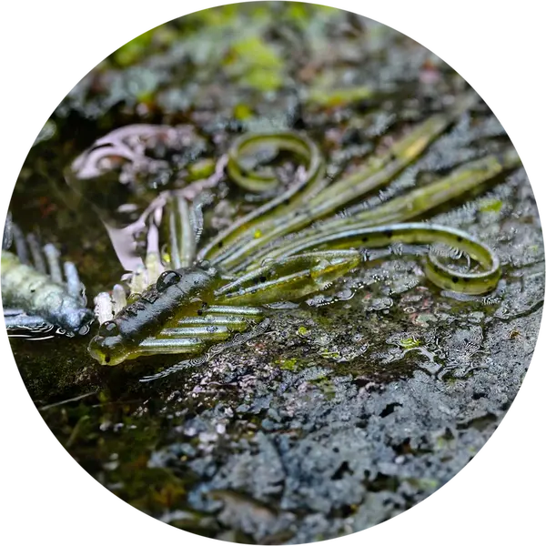 Redbass gumová nástraha nymfa olive/silver - s 53 mm