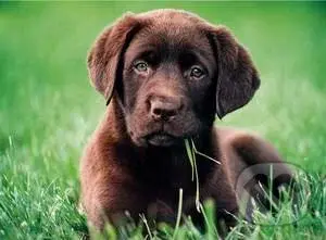 Chocolate puppy