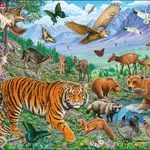 Amurský tiger puzzle FH39 - puzzle z kategorie Naučné puzzle