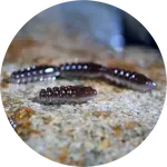 Redbass gumová nástraha trout grub brown/silver - 3x25 mm