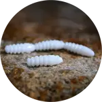 Redbass gumová nástraha trout grub white - 3x33 mm