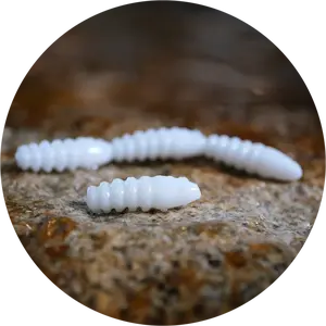 Redbass gumová nástraha trout grub white - 3x33 mm