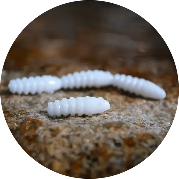 Redbass gumová nástraha trout grub white - 3x33 mm