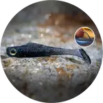 Redbass gumová nástraha ripper kicker dark black - xs 42 mm