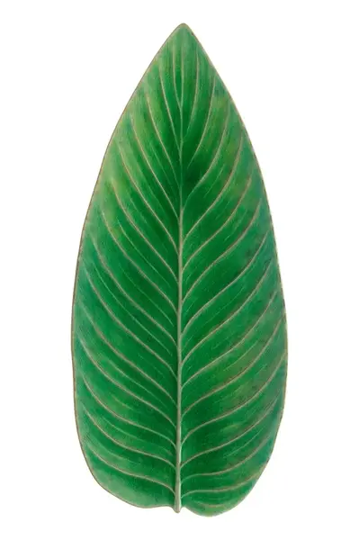 Servírovací tanier Costa Nova Riviera Strelizia 40 cm