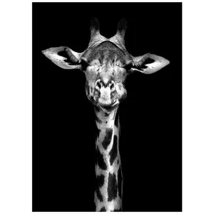 Monee TIŠTĚNÉ OBRAZY NA PLÁTNĚ, zvířata, 50/70 cm