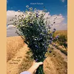 moon house – Path through the field