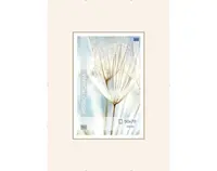 Klipový rám 50x70 cm, číry%