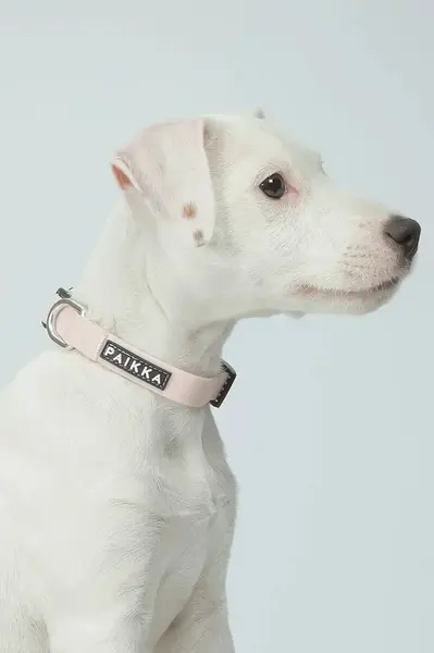 Fluorescenční obojek pro psa PAIKKA Glow Collar 19 x 2 x 0,5 cm