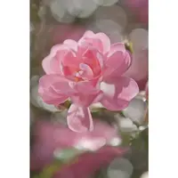 FOTOTAPETA velikost: 184/254 cm