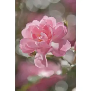 FOTOTAPETA velikost: 184/254 cm