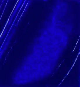 Olejová barva Pébéo XL 200ml – 14 ultramarine blue