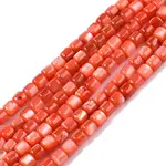 Natural Freshwater Shell Beads Strands