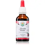 Salvia Paradise Kanadská brusinka tinktura pro zdraví močových cest 50 ml