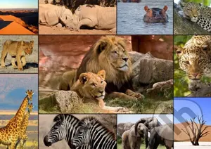 Collage - Wildlife - puzzle z kategorie Zvieratá