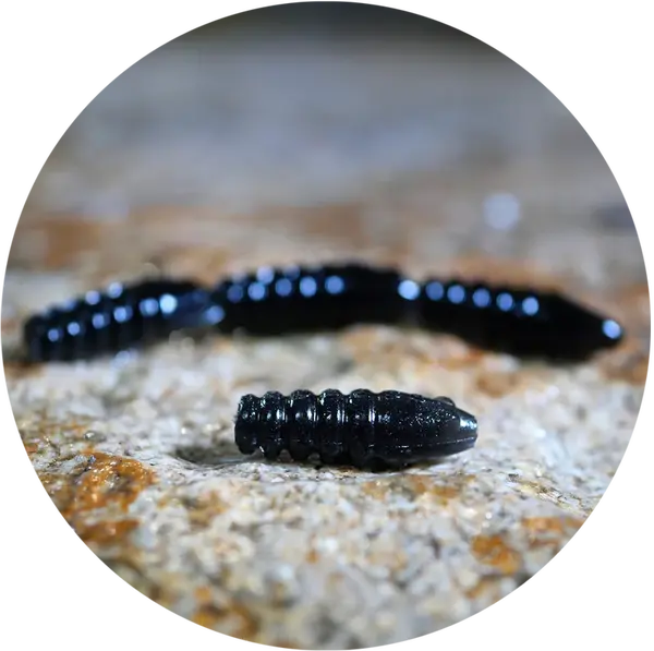 Redbass gumová nástraha trout grub black - 3x33 mm