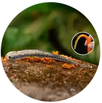 Redbass smáčik big snake super natur - 20 cm 24,5 g