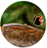 Redbass smáčik big snake super natur - 20 cm 24,5 g