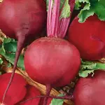 Červená Guľatá Cvikla Premium