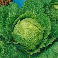 Kel hlávkový skorý