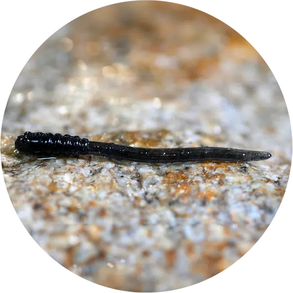 Redbass gumová nástraha micro tail dark black - xs 35 mm
