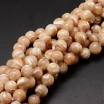 Natural Sea Shell Beads Strands