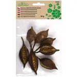 Dekorácie sušiny brachiciton nat prírodné 40g