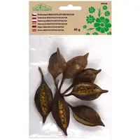 Dekorácie sušiny brachiciton nat prírodné 40g