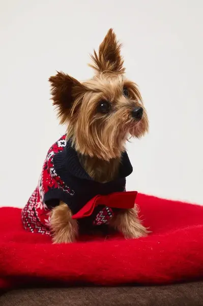 Svetr pro mazlíčka Medicine