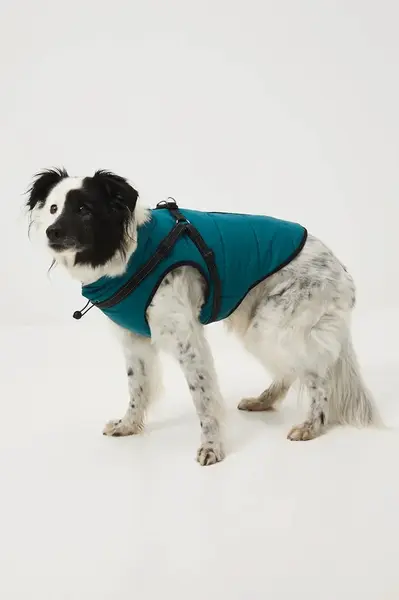 Bunda pre zvieratko Medicine