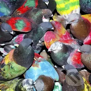 Blawan:  Sickelixir - Blawan,Blawan:  Sickelixir - Blawan